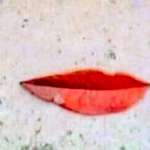 image for An autumn leaf that fell on a side walk..