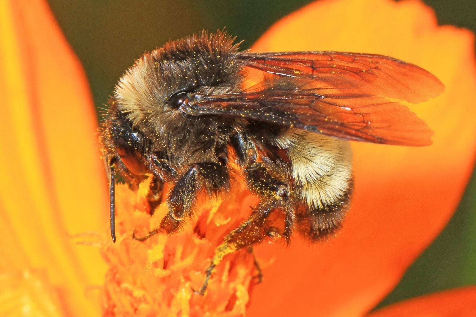 image for The American Bumblebee Has Nearly Vanished From Eight States