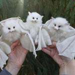 image for White Bats