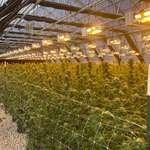 image for This is what a legal, indoor marijuana farm looks like in the midwest