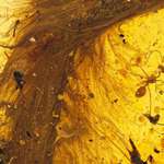 image for This dinosaur tail preserved in amber will never not be amazing