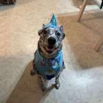 image for It is my dog’s birthday. That is all.