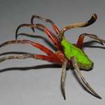 image for This absolutely bonkers looking Spider is called the Poltys Mouhoti and is found only in Vietnam