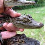 image for Difference between a Crocodile (top), a Caiman (middle) , and an Alligator (below). By Kevin Enge