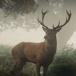image for Last weekend I got up early and managed to catch the deer in the mist