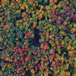 image for Tennis Court Hidden by Michigan Fall Foliage