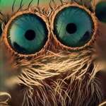 image for Close up photo of a jumping spider