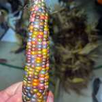 image for My dad grew some Indian corn