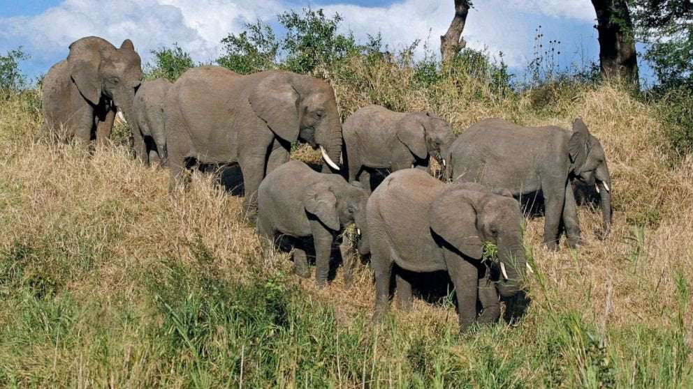 image for Suspected poacher likely killed by elephant in South Africa