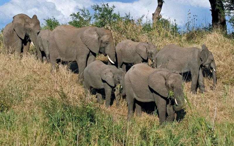 image for Suspected poacher likely killed by elephant in South Africa