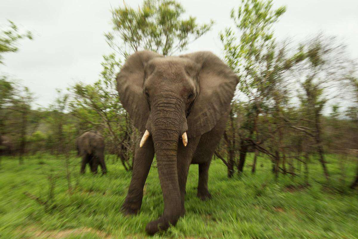 image for Suspected poacher trampled to death by elephant in South Africa