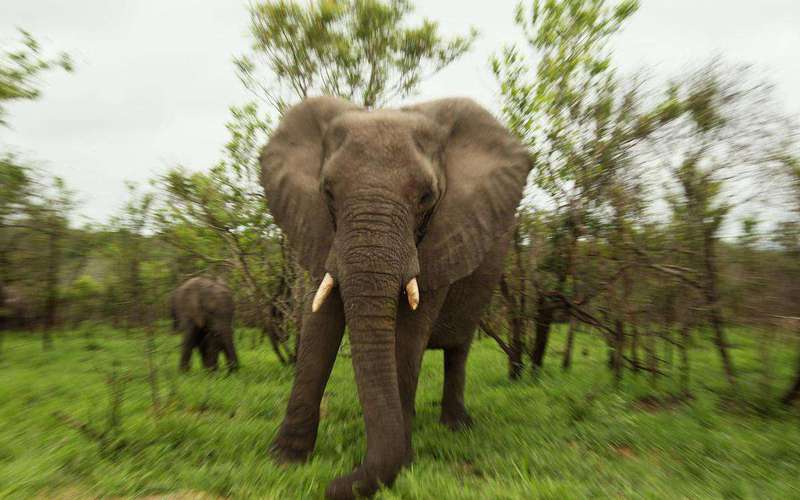 image for Suspected poacher trampled to death by elephant in South Africa