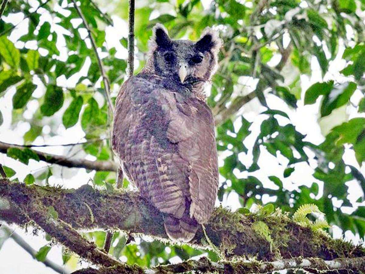 image for Giant owl not seen for 150 years pictured in wild for first time