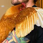 image for Earn a chicken's trust and they will love to cuddle you