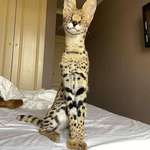 image for I LOVE This Serval Wild Cat