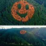 image for Actual picture of trees planted in Oregon. Trees turn brown annually to make this smiley face.