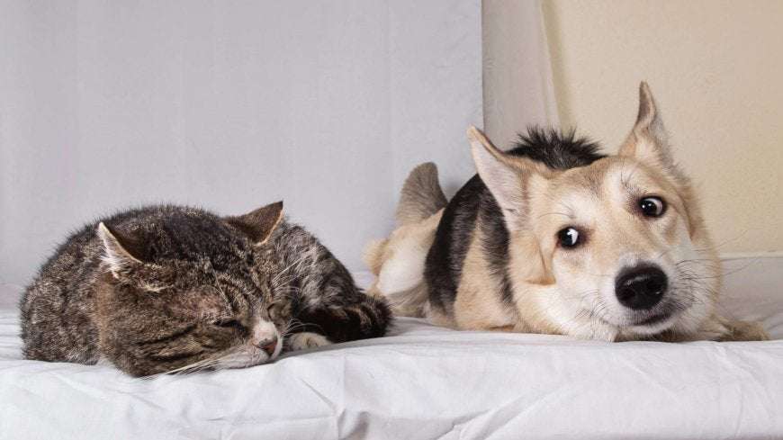image for Dogs and cats help heal COVID-19 loneliness in Japan