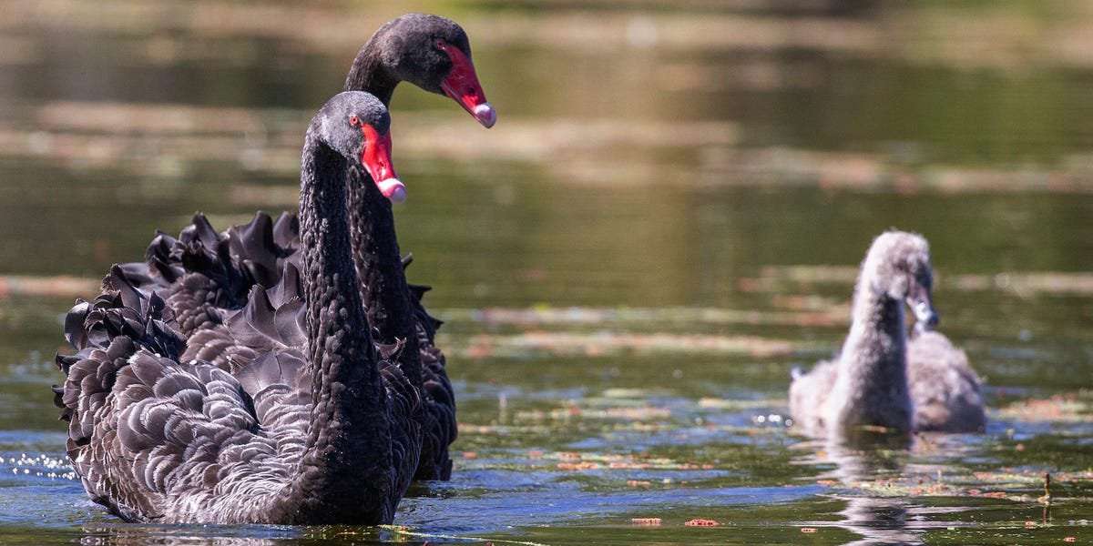 image for North Korea is breeding black swans for people to eat, as the reclusive nation faces a crippling food shortage