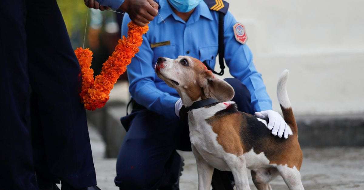 image for Baths, garlands for man's best friend at Nepal's canine festival