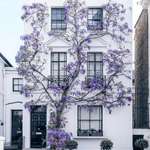 image for Wisteria climbing up a home in South Kensington, London