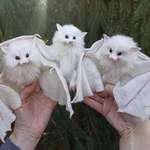 image for Here are three needles felted white bats