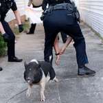 image for Pensacola police trying to wrangle a pig on the loose