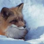 image for My Grandfather died at 90 this week and was a wildlife photographer, here's one of his fox photos