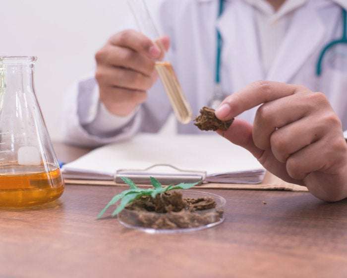 image for DEA proposes increase in cannabis and psilocybin production for research into benefits