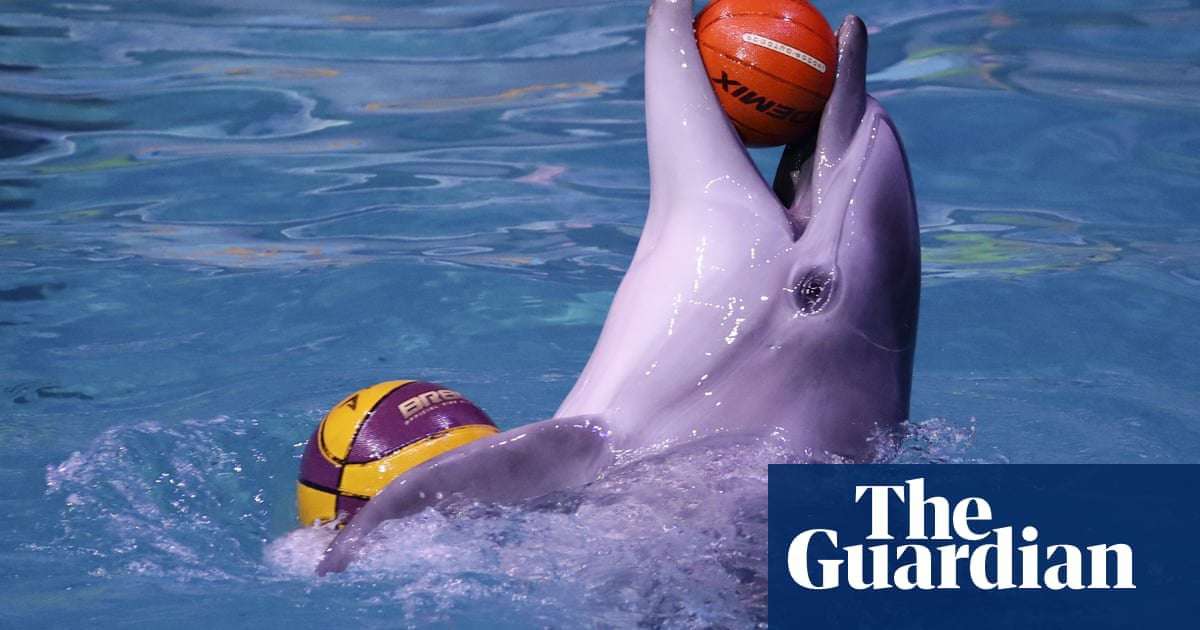 image for Expedia to stop selling holidays that include captive dolphin shows