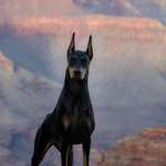 image for My dog at the Grand Canyon