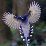 image for Taiwan blue magpie