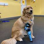 image for Turbo's smile always makes me smile. This was his prosthetic fitting day!
