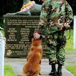 image for Shout out to all our furry friends on this Veterans Day!