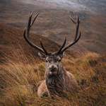image for Took this picture of a Stag in Scotland