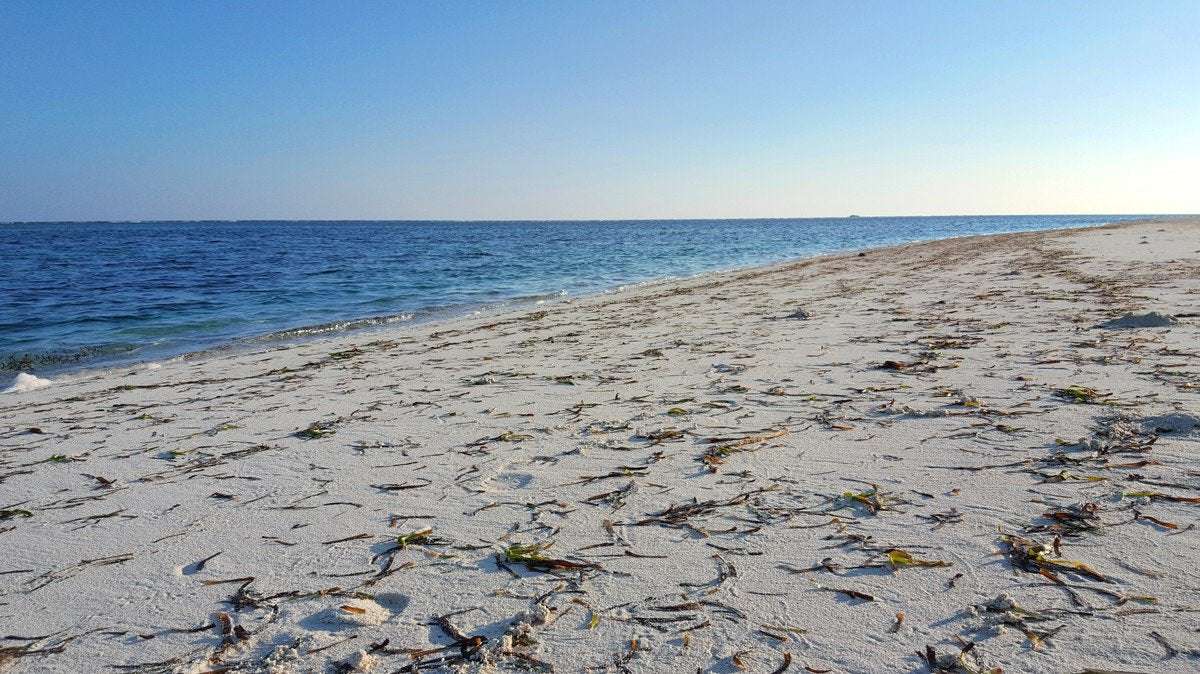 image for Denmark Spends $150K to Clean Beach Seaweed and Plastic, Then Dumps It Back in the Sea
