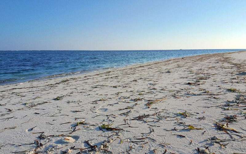 image for Denmark Spends $150K to Clean Beach Seaweed and Plastic, Then Dumps It Back in the Sea