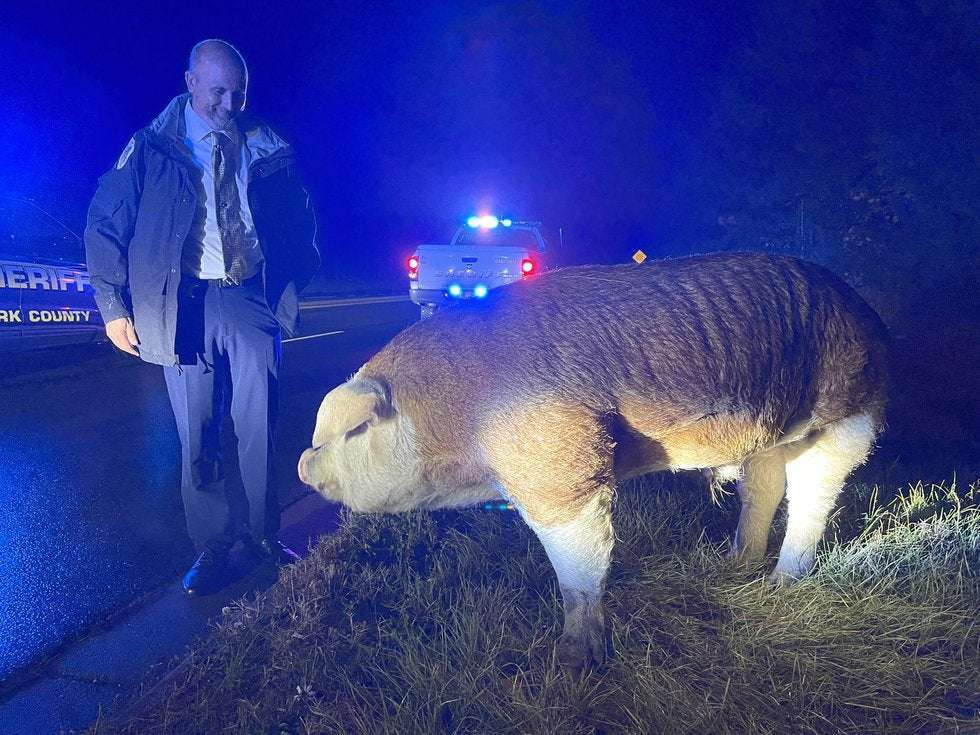 image for Large hog named ‘Papa Pig’ rescued after blocking road, breaking owner’s trailer in York County