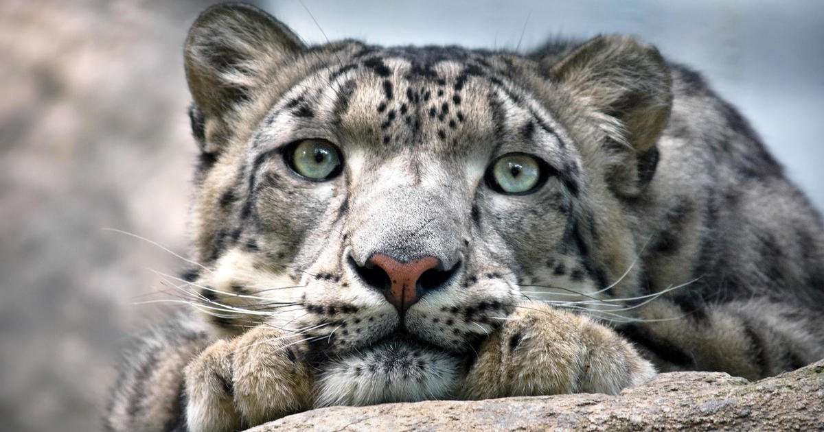 image for Three snow leopards die of COVID-19 at Nebraska zoo