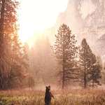 image for Oh Hai! caught this bear at sunrise in Yosemite