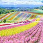 image for Flower field in Hokkaido, Japan
