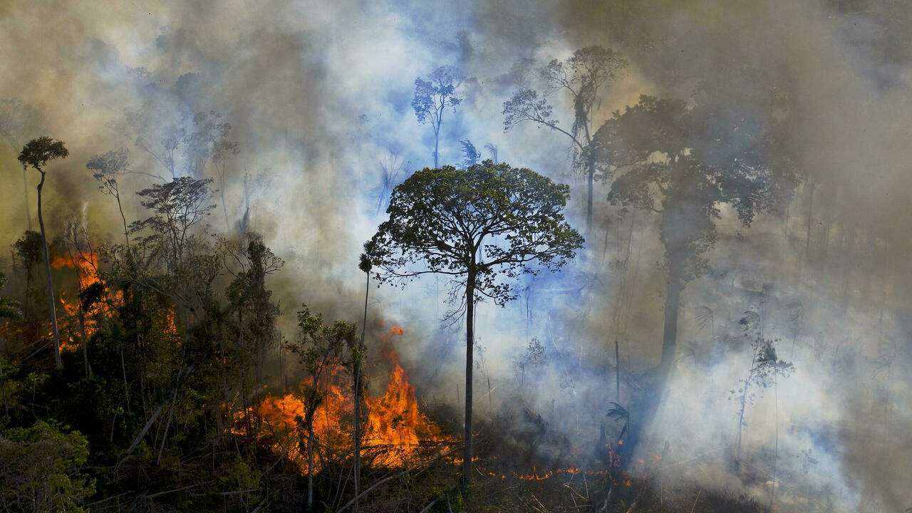 image for EU plans to ban food imports from deforested areas