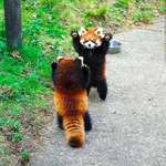image for Red pandas standing up and using their limbs to scare each other. 😳