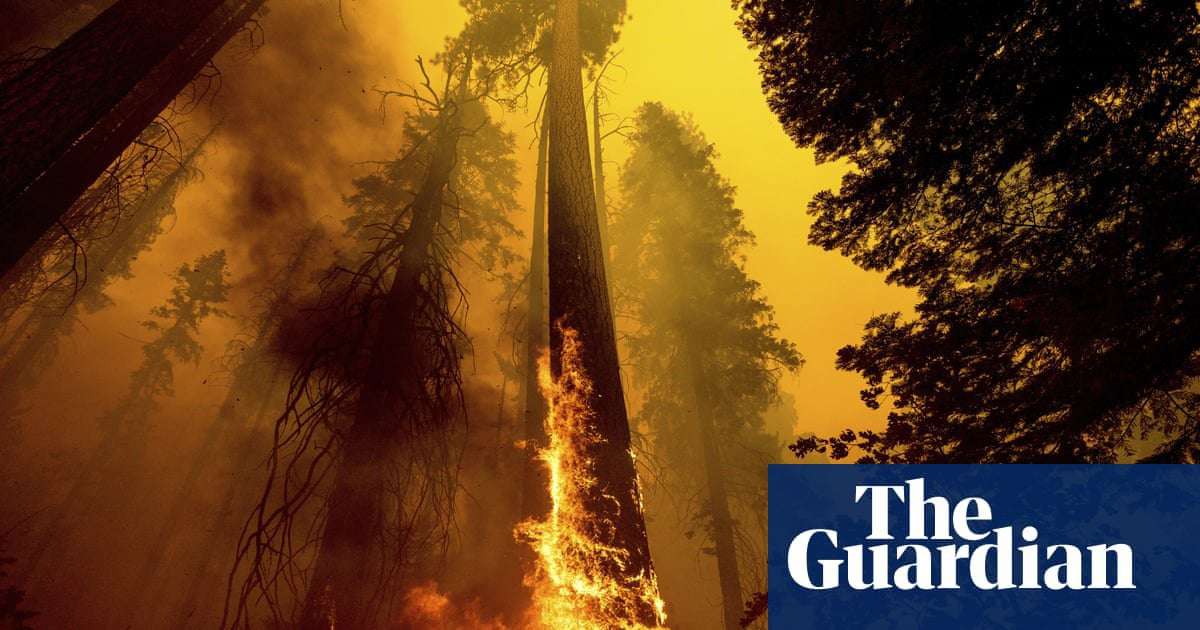image for US wildfires have killed nearly 20% of world’s giant sequoias in two years