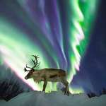 image for Reindeer beneath d' Northern Lights