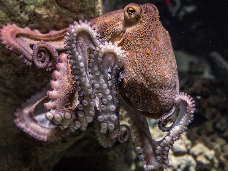 image for Octopuses, crabs and lobsters to be recognised as sentient beings under UK law following LSE report findings
