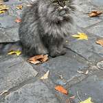 image for I went to Paris yesterday. I took 26 photographs and 19 of them were of this cat.