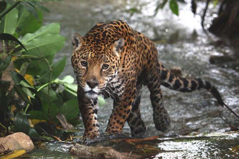 image for Jaguars in Mexico are growing in number, a promising sign that national conservation strategies are working