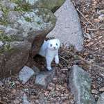 image for Adorable little guy surprised my husband on his morning hike!