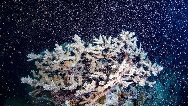 image for Great Barrier Reef 'gives birth' in massive coral spawning event