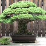 image for 400 year-old bonsai that survived the Hiroshima Bombings